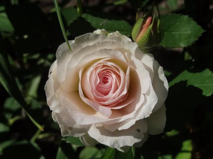 Photo of Rose (Rosa 'Morden Blush') uploaded by Orsola
