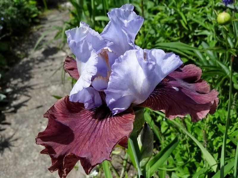 Photo of Tall Bearded Iris (Iris 'Electrique') uploaded by Orsola