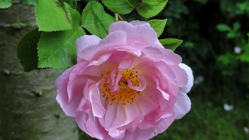 Photo of English Shrub Rose (Rosa 'Constance Spry') uploaded by Orsola