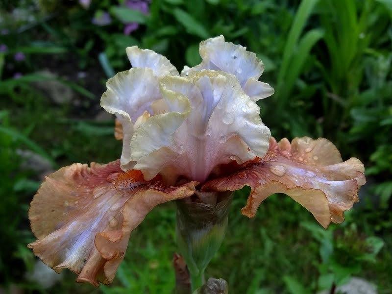 Photo of Border Bearded Iris (Iris 'Border Guard') uploaded by Orsola