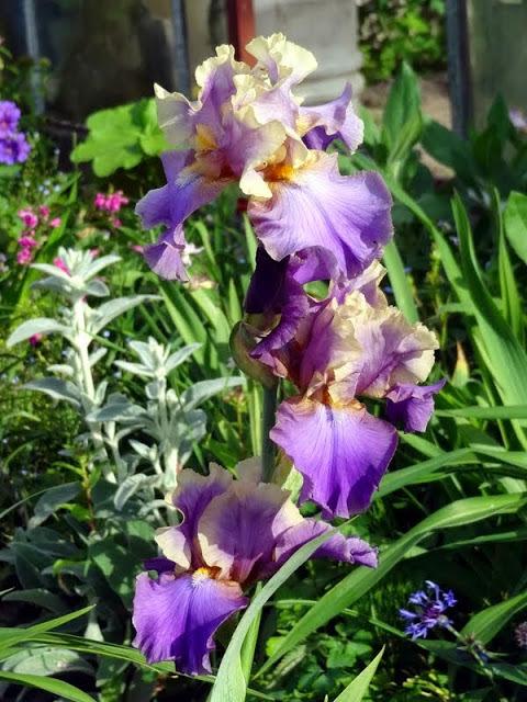 Photo of Tall Bearded Iris (Iris 'Kevin's Theme') uploaded by Orsola