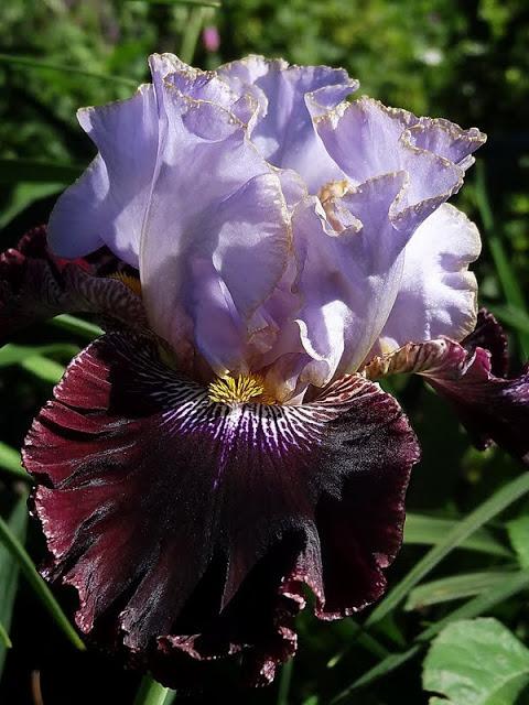 Photo of Tall Bearded Iris (Iris 'Magic Masquerade') uploaded by Orsola