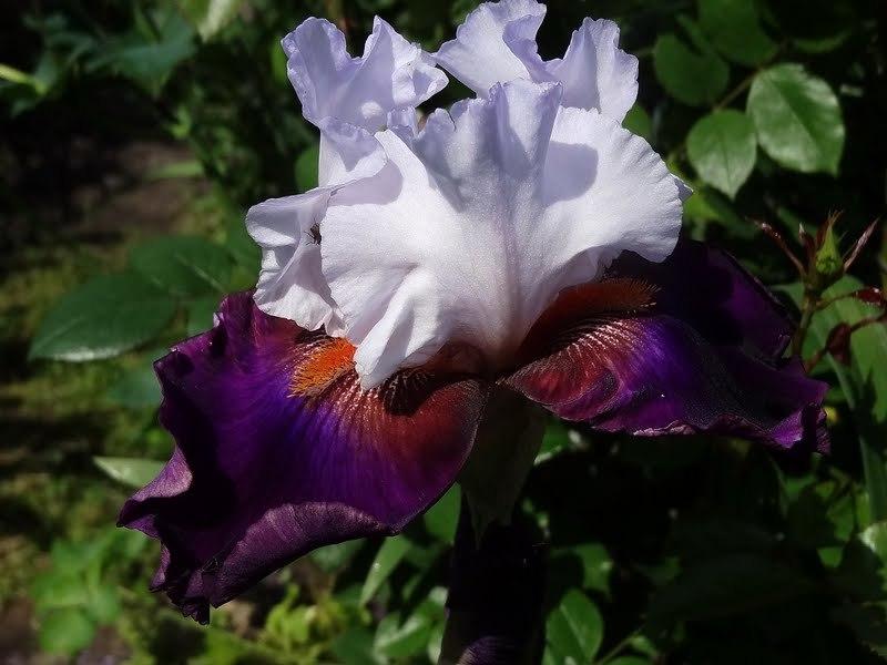Photo of Tall Bearded Iris (Iris 'Connection') uploaded by Orsola