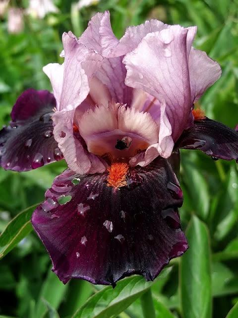 Photo of Tall Bearded Iris (Iris 'Disguise') uploaded by Orsola