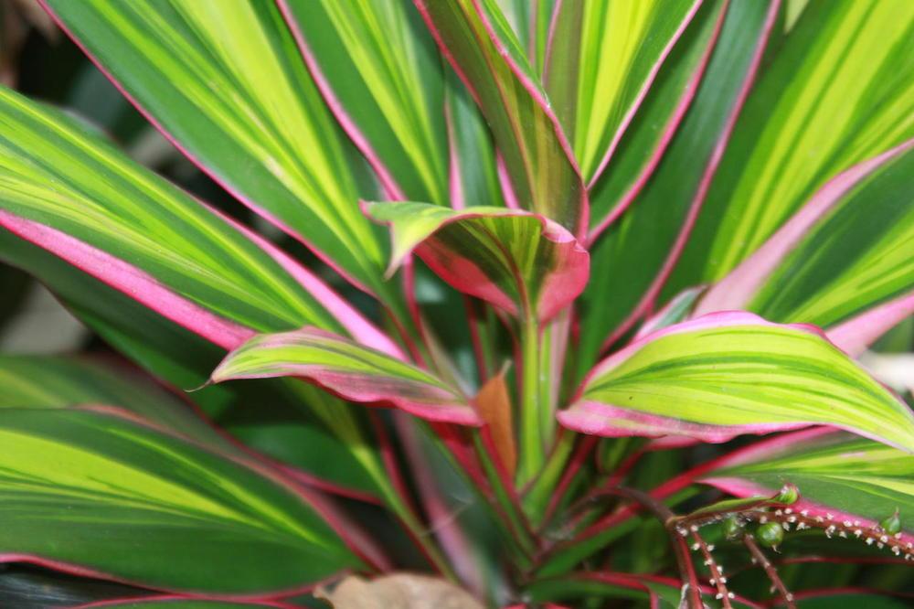 Photo of Ti Plant (Cordyline fruticosa 'Kiwi') uploaded by ScotTi