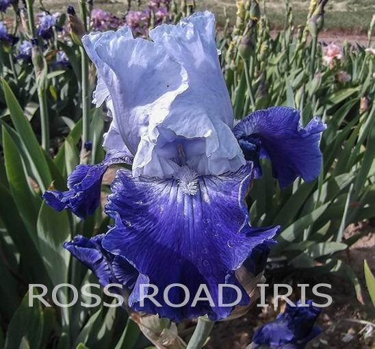 Photo of Tall Bearded Iris (Iris 'Cross Current') uploaded by Weiser