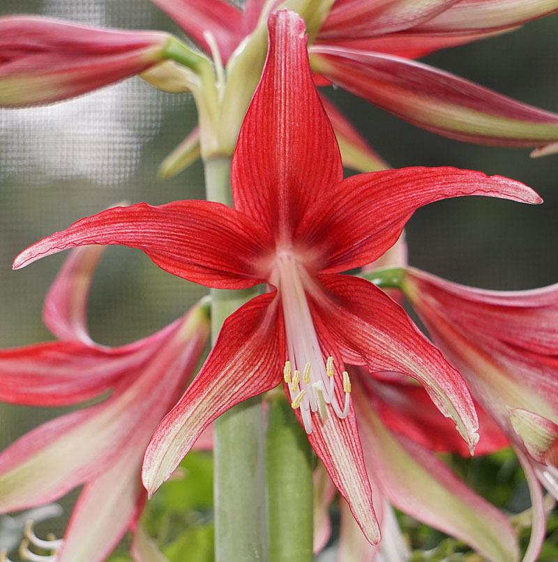 Photo of Amaryllis (Hippeastrum 'Quito') uploaded by bsharf