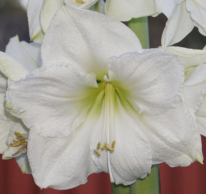 Photo of Amaryllis (Hippeastrum 'Moscow') uploaded by bsharf