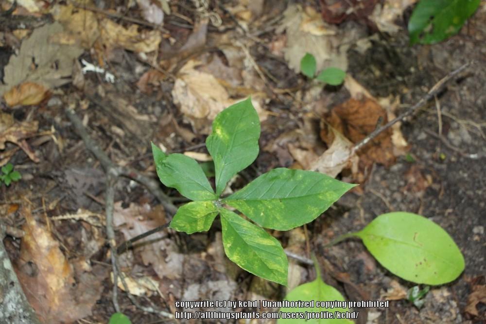 Photo of Jack in the Pulpit (Arisaema quinatum) uploaded by kchd
