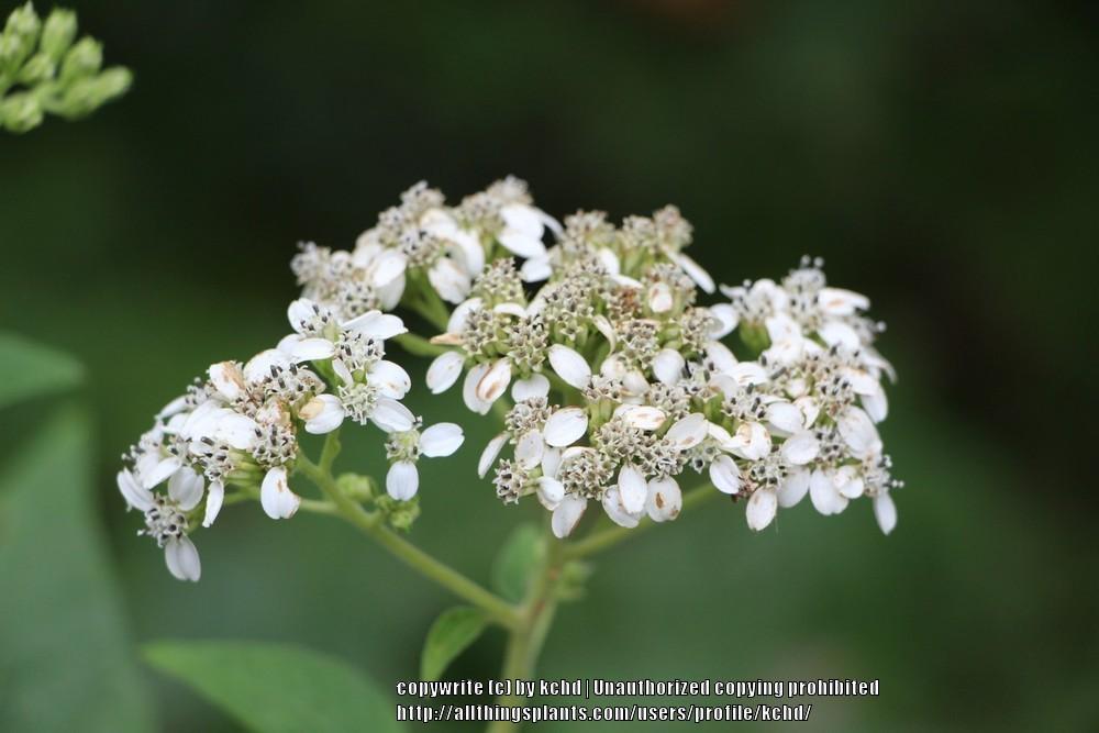 Photo of Frostweed (Verbesina virginica) uploaded by kchd