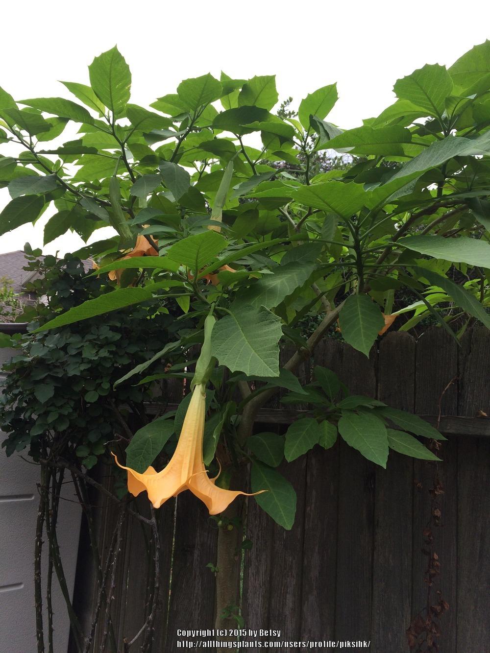 Photo of Angel's Trumpets (Brugmansia) uploaded by piksihk