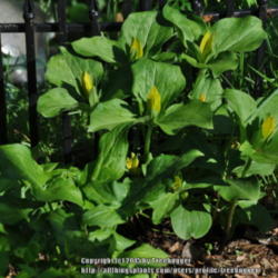 Location: My garden in N E Pa. 
Date: 2012-05-16