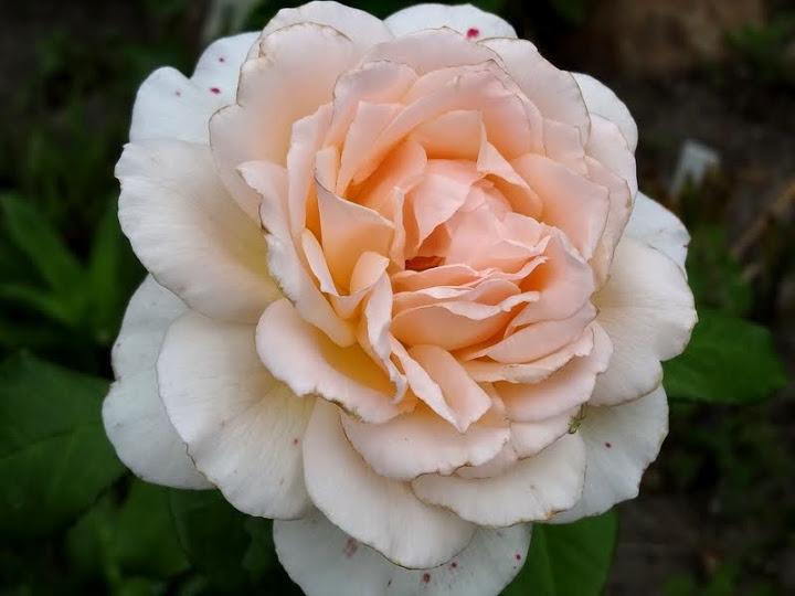 Photo of Hybrid Tea Rose (Rosa 'Chandos Beauty') uploaded by Orsola