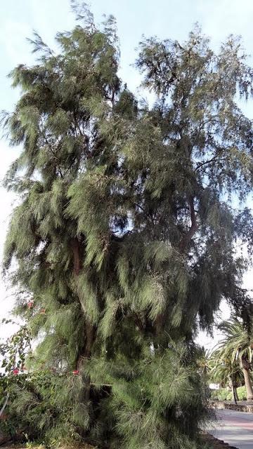 Photo of Australian Pine (Casuarina equisetifolia) uploaded by Orsola