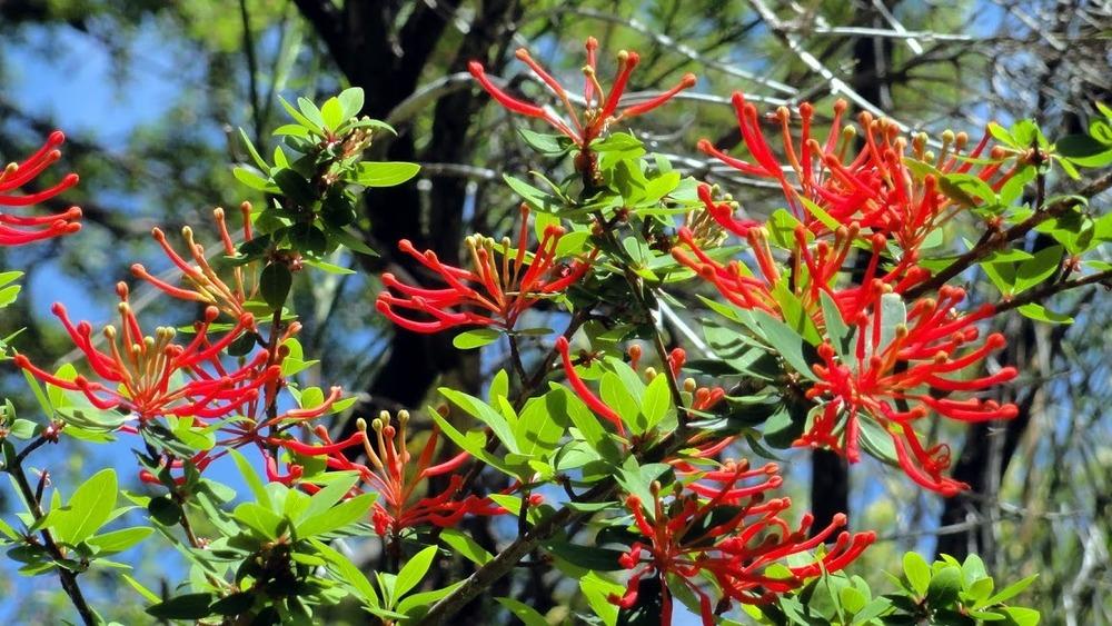 Photo of Flame Flower (Embothrium coccineum) uploaded by Orsola