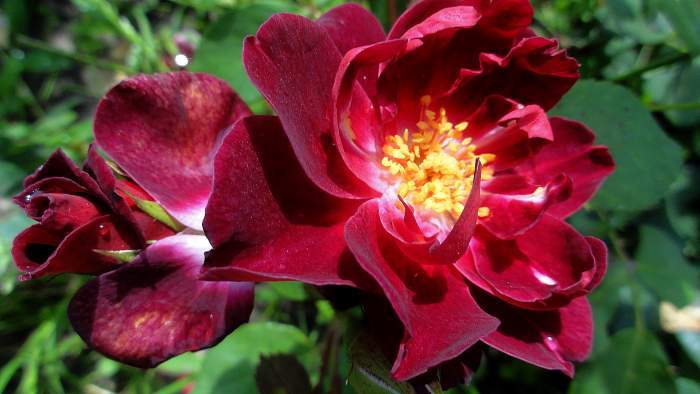 Photo of Shrub Rose (Rosa 'Cardinal Hume') uploaded by Orsola