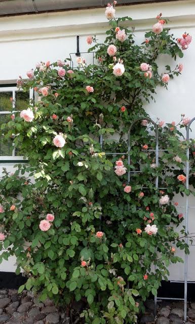 Photo of English Shrub Rose (Rosa 'Leander') uploaded by Orsola