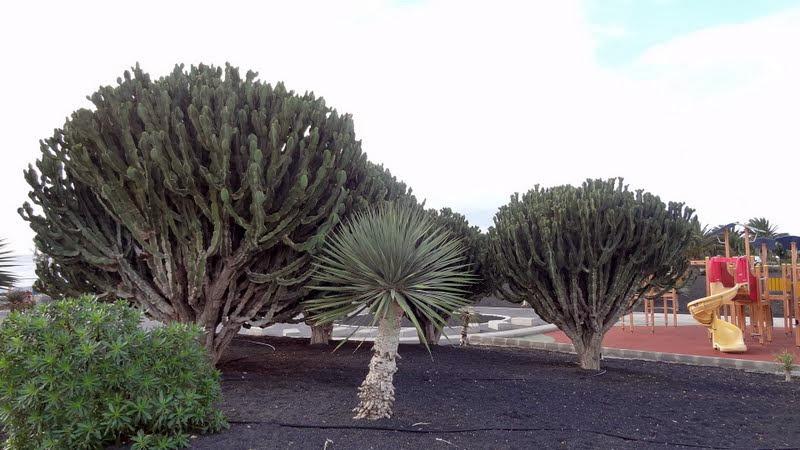 Photo of Candelabra Tree (Euphorbia ingens) uploaded by Orsola