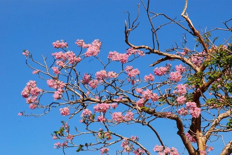 Photo of Rosy Trumpet Tree (Tabebuia rosea) uploaded by Orsola