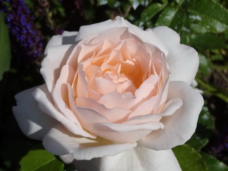 Photo of Hybrid Tea Rose (Rosa 'Chandos Beauty') uploaded by Orsola
