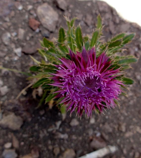 Photo of Bull Thistle (Cirsium vulgare) uploaded by Orsola