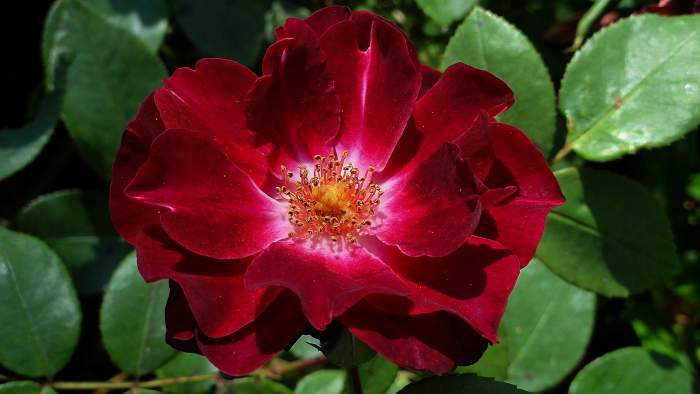 Photo of Shrub Rose (Rosa 'Cardinal Hume') uploaded by Orsola