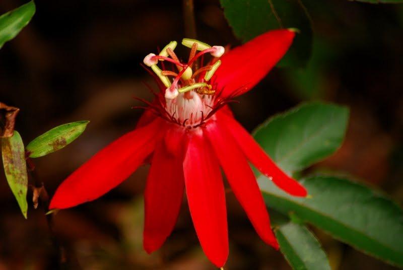 Photo of Red Passion Flower (Passiflora coccinea) uploaded by Orsola