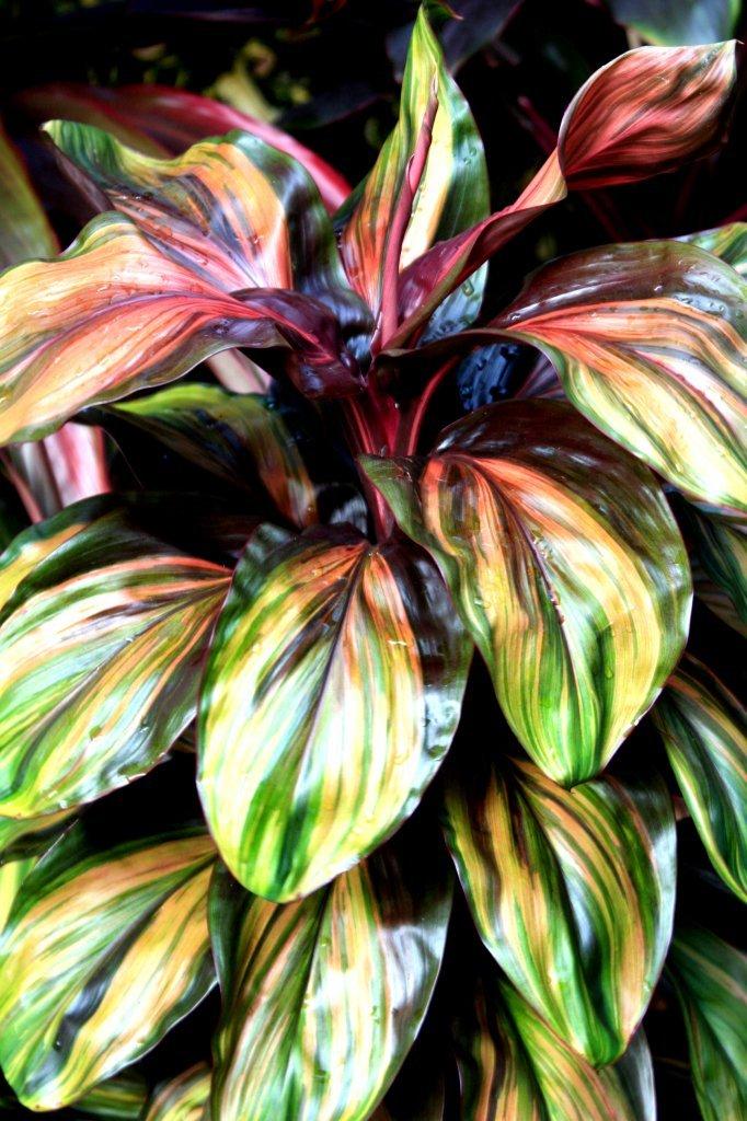 Photo of Ti Plant (Cordyline fruticosa 'Princess Leisha') uploaded by ScotTi