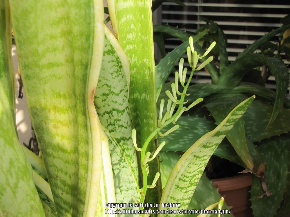 Photo of Snake Plant (Dracaena trifasciata) uploaded by plantladylin