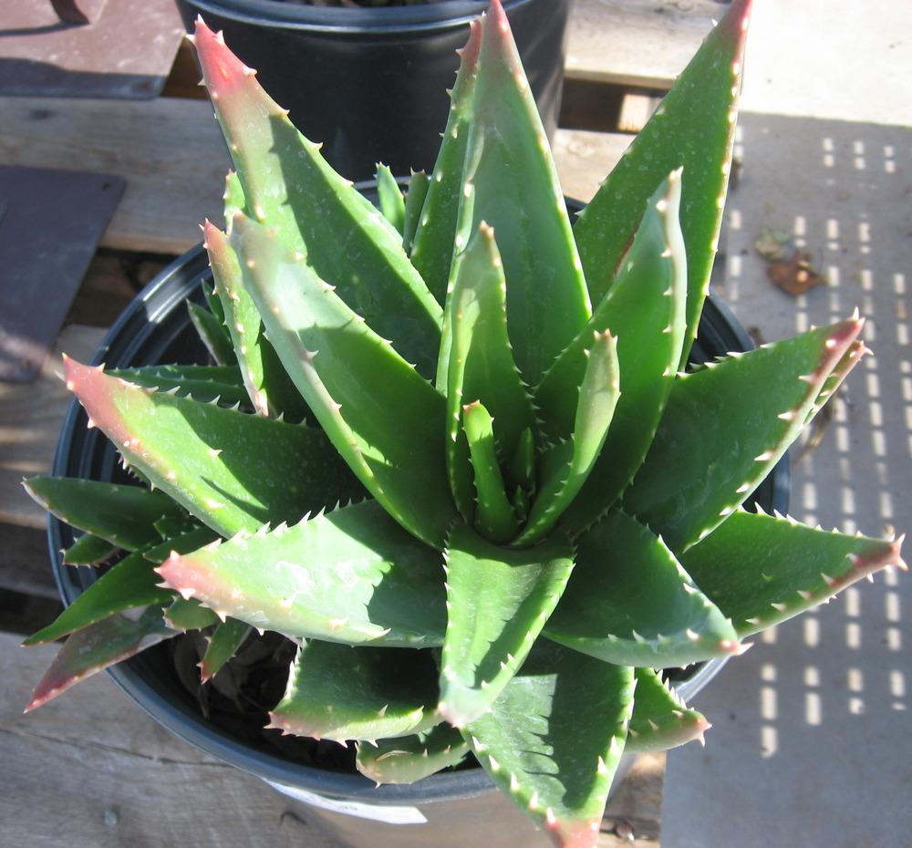 Photo of Mitre Aloe (Aloe perfoliata) uploaded by plantmanager