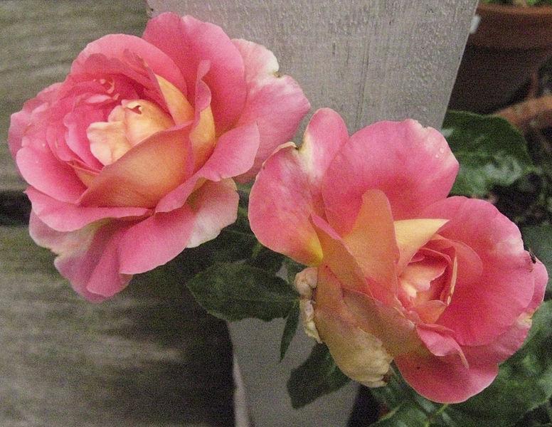 Photo of Rose (Rosa 'Condesa de Sastago') uploaded by robertduval14
