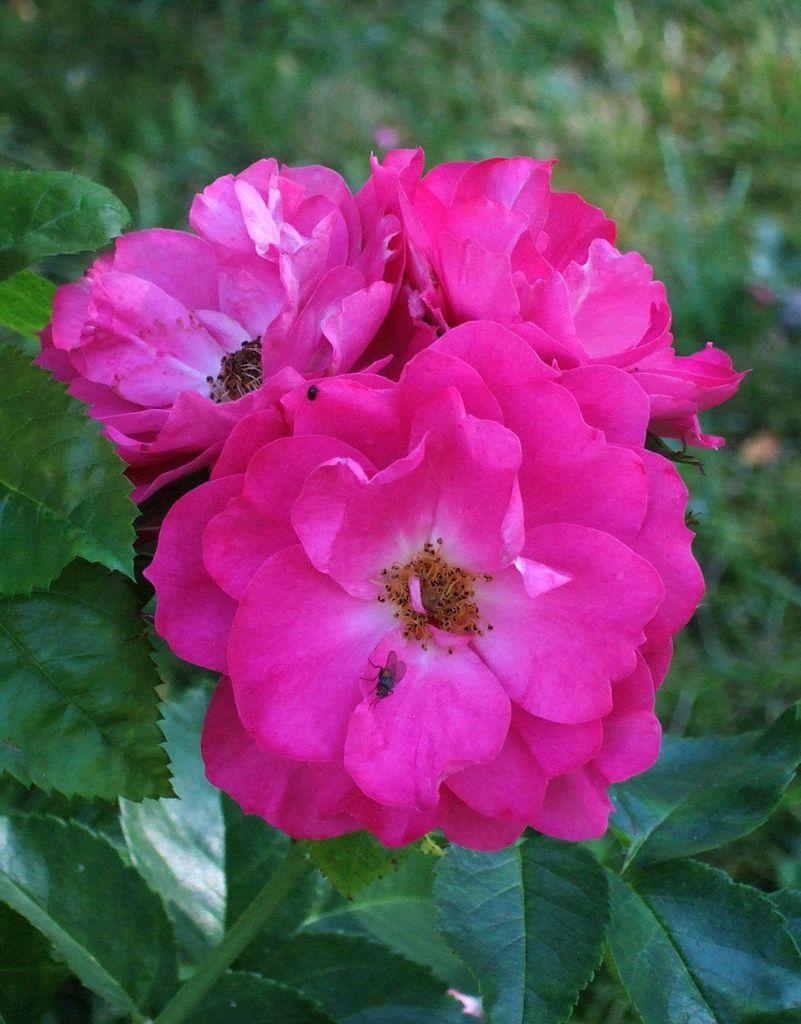 Photo of Rose (Rosa 'John Cabot') uploaded by robertduval14