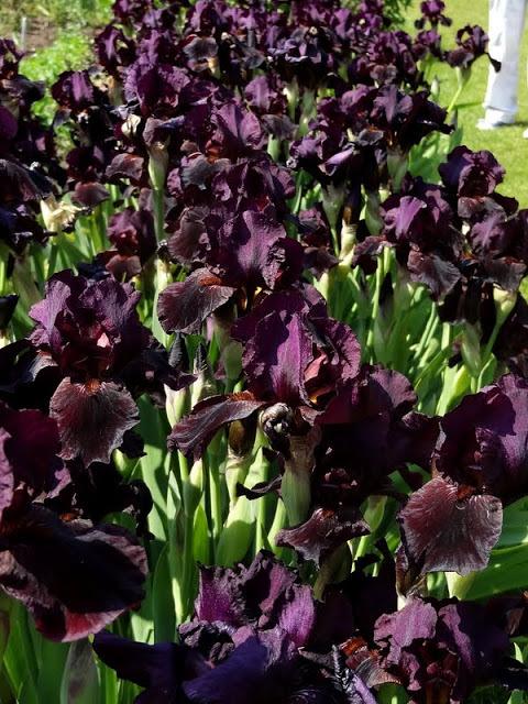 Photo of Intermediate Bearded Iris (Iris 'Langport Wren') uploaded by Orsola