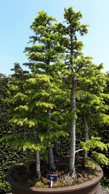 Photo of Cedar of Lebanon (Cedrus libani) uploaded by Orsola