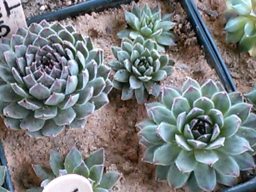 Photo of Hen and Chicks (Sempervivum 'Greenwich Time') uploaded by jkbingh
