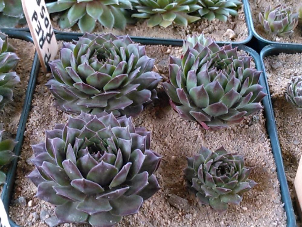 Photo of Hen and Chicks (Sempervivum 'Pacific Red Rose') uploaded by jkbingh
