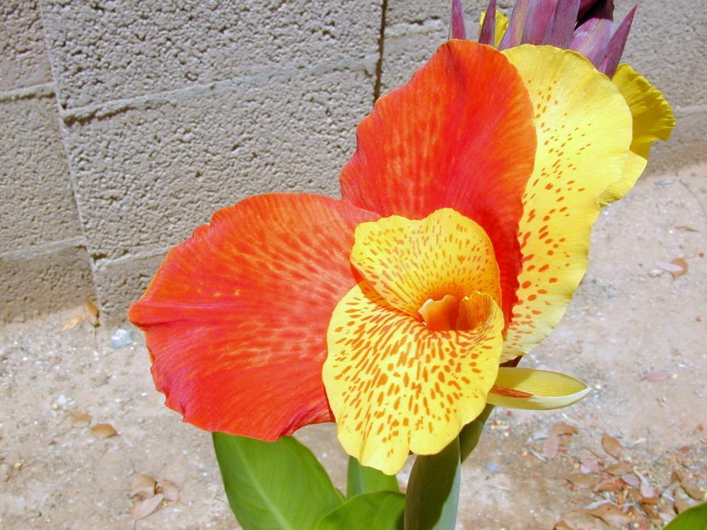 Photo of Canna Lily (Canna 'Yellow King Humbert') uploaded by plantmanager