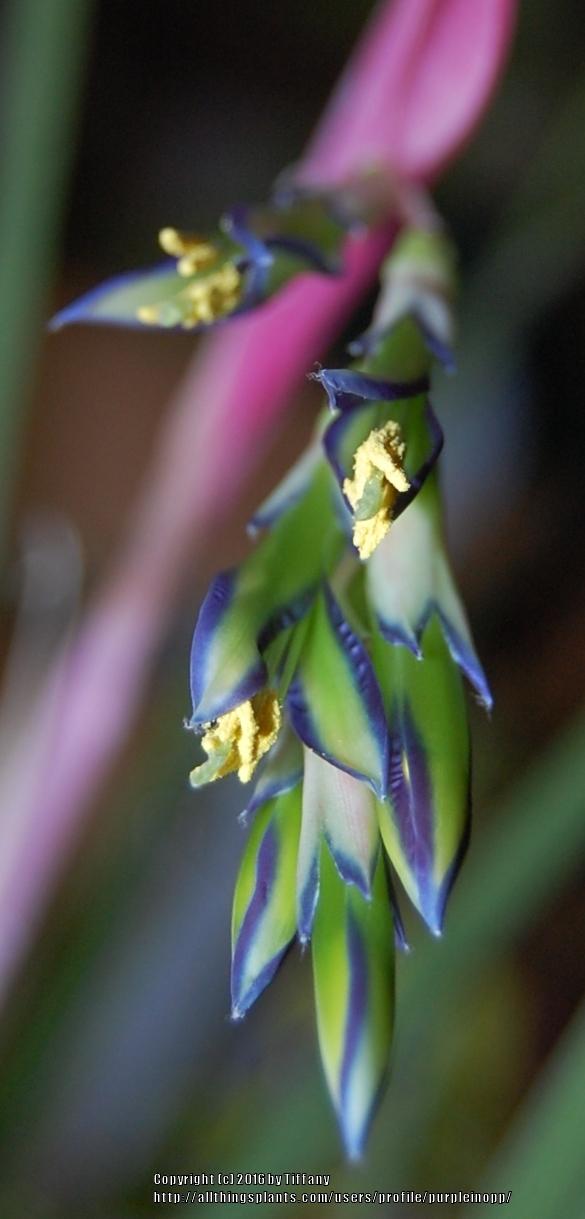 Photo of Queen's Tears (Billbergia nutans) uploaded by purpleinopp