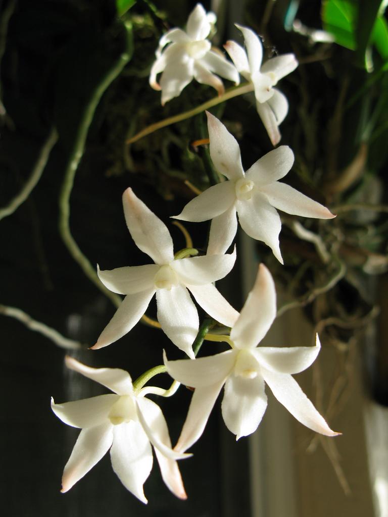 Photo of Orchid (Aerangis biloba) uploaded by robertduval14