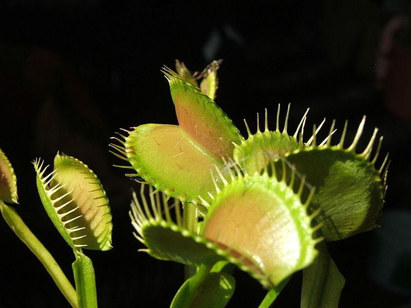 Photo of Venus Fly Trap (Dionaea muscipula) uploaded by robertduval14