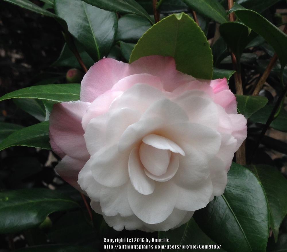 Photo of Japanese Camellia (Camellia japonica 'Nuccio's Pearl') uploaded by Cem9165