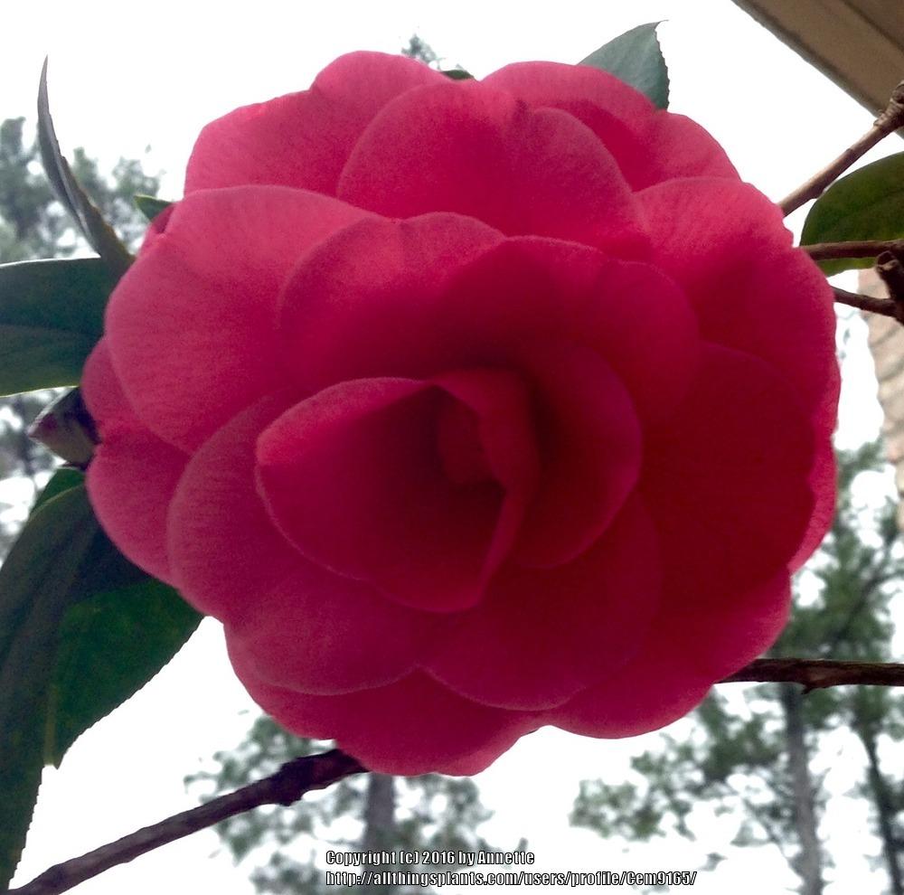 Photo of Japanese Camellia (Camellia japonica 'Mathotiana') uploaded by Cem9165