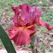 Re-bloom!  Iris actually has a more brown cast to it than my came