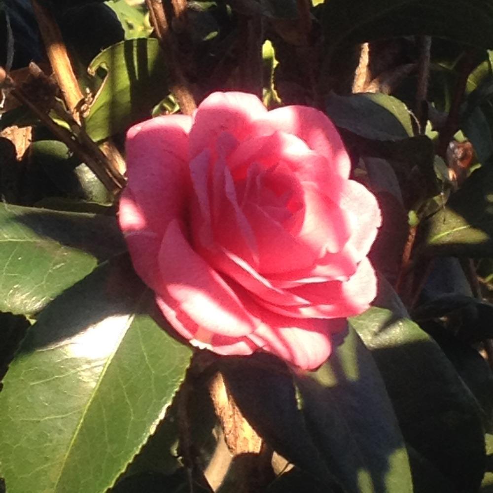 Photo of Camellia 'April Rose' uploaded by csandt