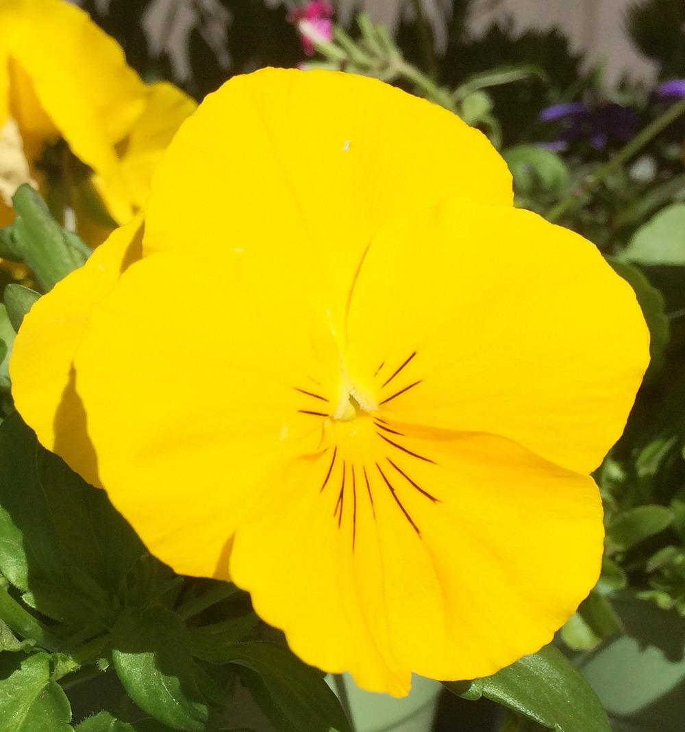 Photo of Pansy (Viola x wittrockiana Cool Wave® Yellow) uploaded by plantmanager