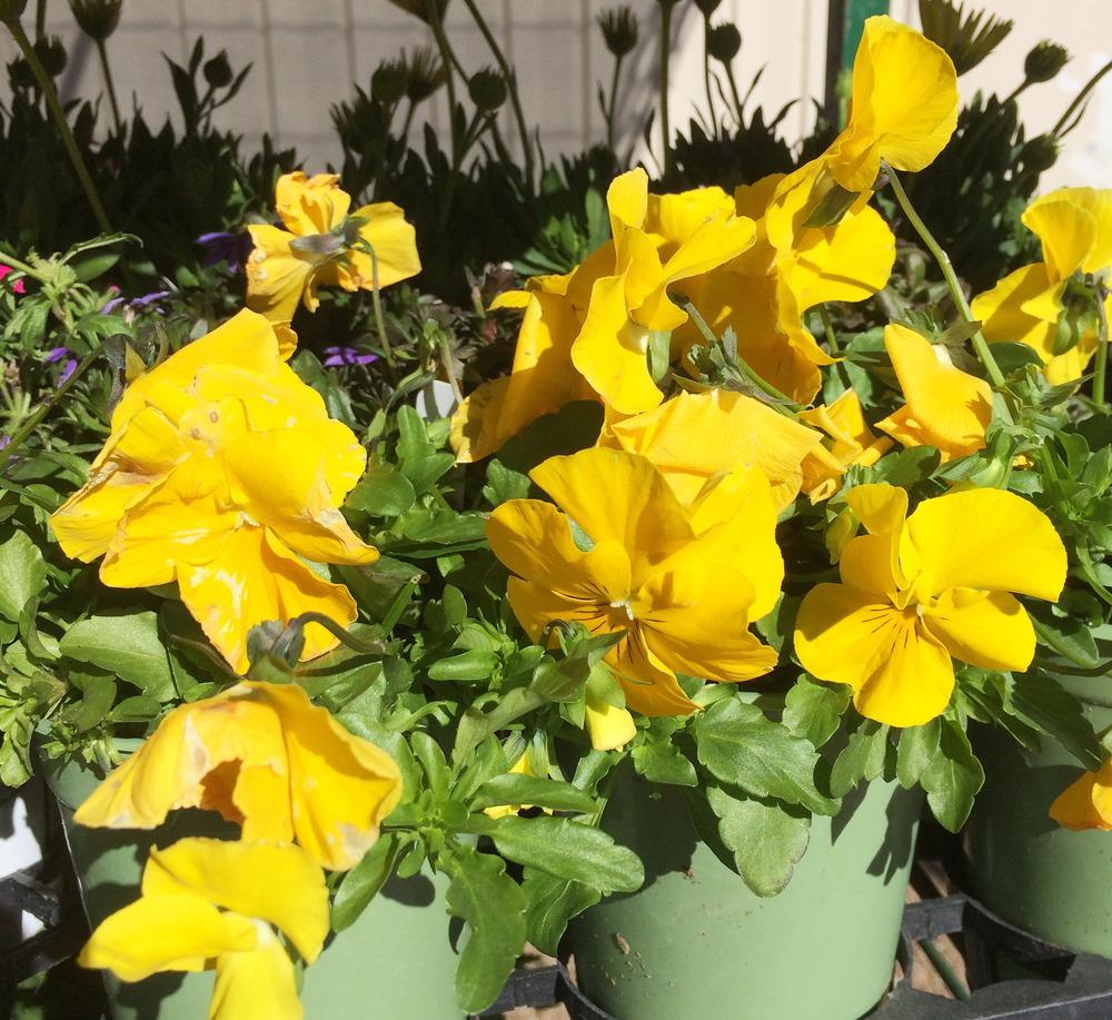 Photo of Pansy (Viola x wittrockiana Cool Wave® Yellow) uploaded by plantmanager