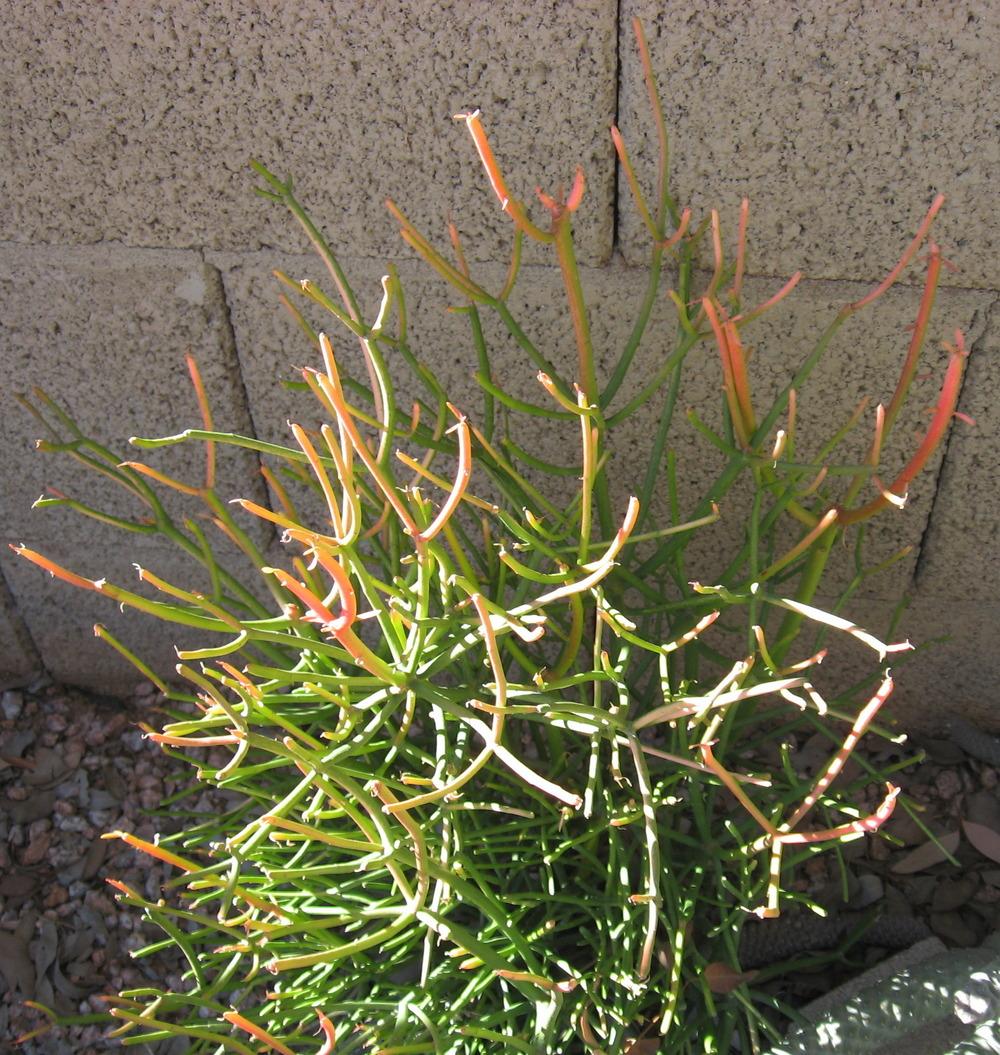Photo of Pencil Tree (Euphorbia tirucalli) uploaded by plantmanager