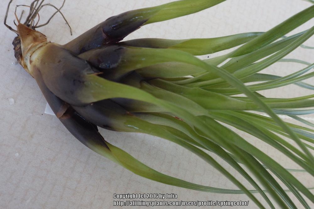 Photo of Air Plant (Tillandsia punctulata) uploaded by springcolor