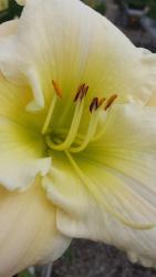 Thumb of 2016-01-03/DogsNDaylilies/07cd9d