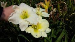 Thumb of 2016-01-03/DogsNDaylilies/1dc13d